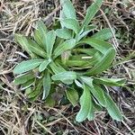 Antennaria parvifolia Ліст