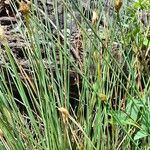 Carex aphylla Habitus