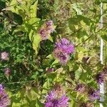 Centaurea phrygiaFlower