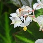 Begonia solimutata Kvet