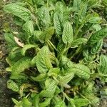 Stachys affinis Folha