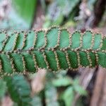 Adiantum hispidulum Fruit