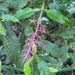 Palicourea angustifolia Flor