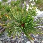 Pinus albicaulis Leaf