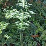 Acanthus montanus Leaf