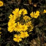 Chrysopsis mariana Flower