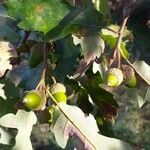Quercus pubescens 果實