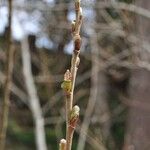 Salix scouleriana 果實