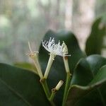 Syzygium baladense Flower