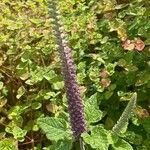 Teucrium hircanicum Flower