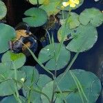 Ranunculus flammula Libunga