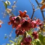 Brachychiton discolorFlower