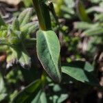 Euphorbia helioscopia 葉