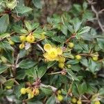 Berberis verruculosa Leaf