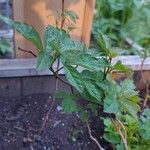 Rhus aromatica Leaf