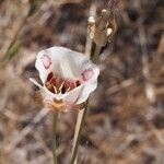 Calochortus venustus ᱵᱟᱦᱟ