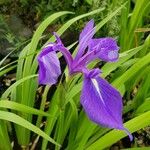 Iris laevigata Blomst