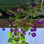 Ipomoea purpureaപുഷ്പം