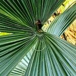 Washingtonia robusta Liść