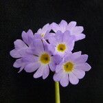 Primula elliptica Flower