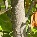 Acer carpinifolium Bark