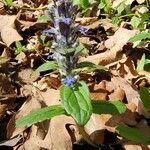 Ajuga reptansBlomst