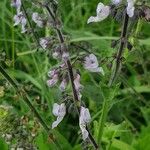 Orthosiphon rubicundus Blomst