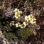 Saxifraga muscoides Habitus