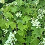 Hydrangea quercifolia Habit