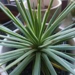 Agave stricta ഇല