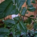 Amorphophallus konjac Leaf