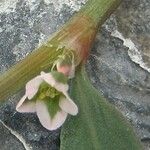 Polygonum raii Fleur