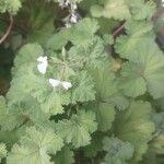 Pelargonium mossambicense Other