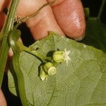 Elateriopsis oerstedii Leaf