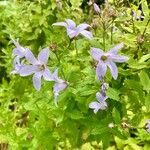 Campanula lactifloraKwiat