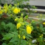 Calceolaria tripartita Floro