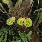 Carpotroche longifolia Fruto