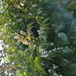 Pandorea pandorana പുഷ്പം
