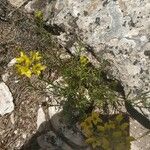 Haplophyllum linifolium Kukka