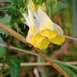 Melampyrum pratense Blomma