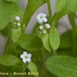 Myosotis speluncicola Other