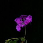Geranium wallichianum Blodyn