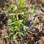 Euphorbia schimperiana Φύλλο