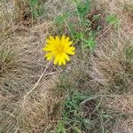 Tragopogon pratensisFlower