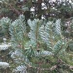 Abies koreana Liść