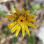 Reichardia picroides Flor