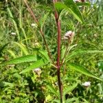 Eupatorium cannabinum Ліст