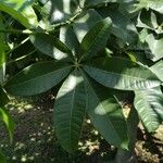 Adansonia za Blatt