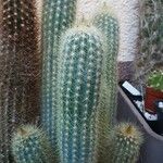 Pilosocereus tillianus Hábito
