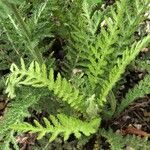 Achillea distans Leaf